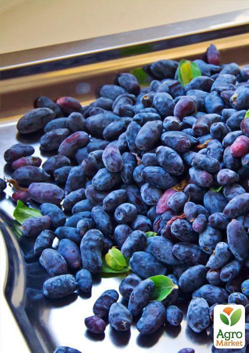 Жимолость "Алісія" (середньопізній термін дозрівання, ягоди з куща не обсипаються) - фото 6