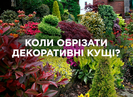 Коли та як обрізати декоративні кущі?