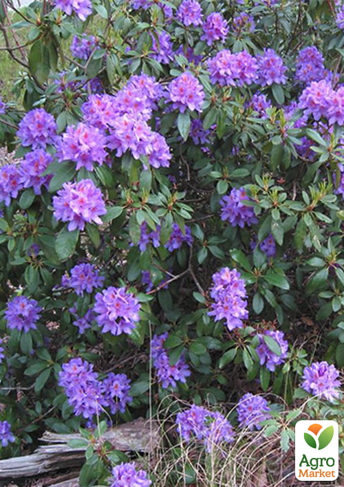 LMTD Рододендрон цветущий 2-х летний "Gristede" (высота 20см) - фото 5