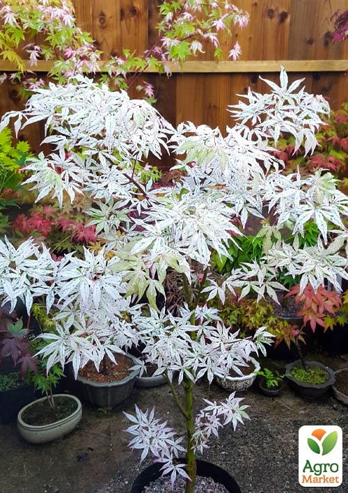 LMTD Клен вариегатный японский 3-х летний "Butterfly" (35-50см) - фото 6