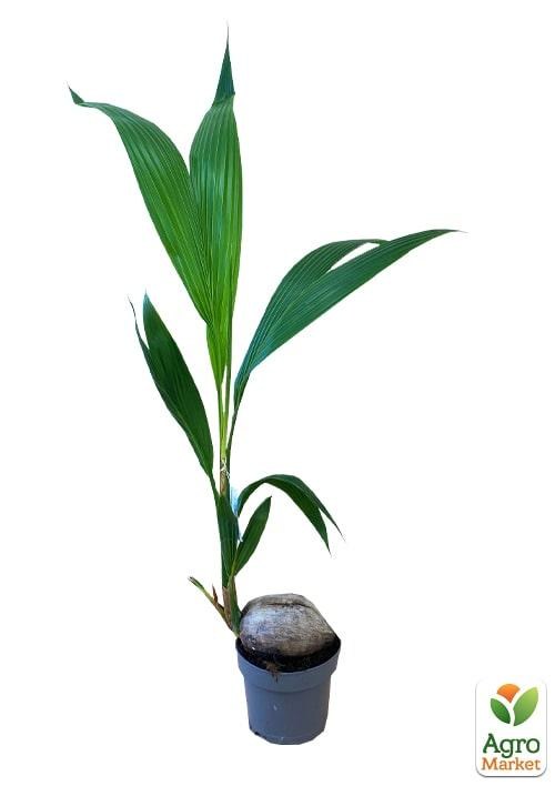 Кокос "Cocos nucifera" - фото 2