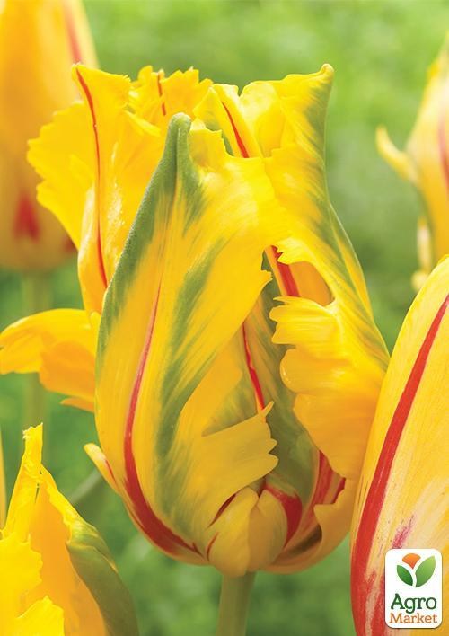 Тюльпан "La Courtine parrot" (розмір 11/12, великий) 3шт в упаковці