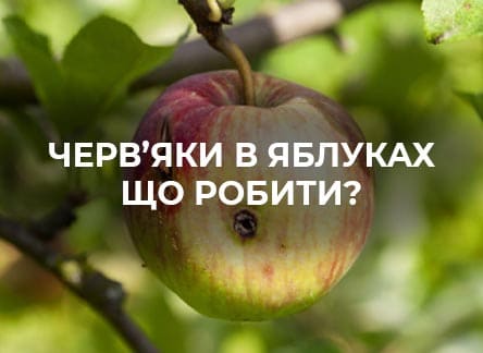 Як запобігти появі черв'яків у яблуках