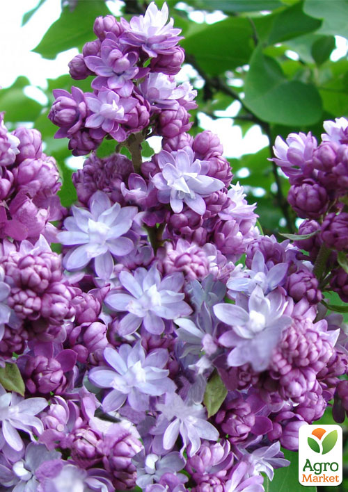 Бузок темно-фіолетовий "Тарас Бульба" (Taras Bulba)