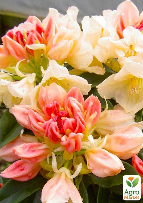 Рододендрон "Golden Torch"