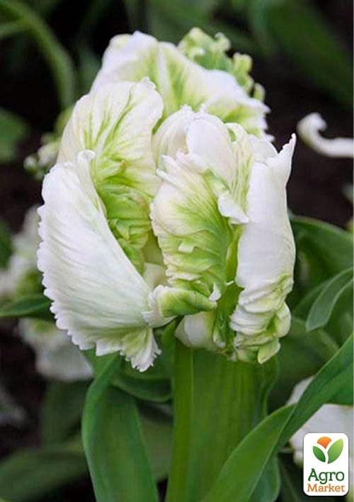 Тюльпан "White Parrot" (размер 11/12 , крупный) 3шт в упаковке