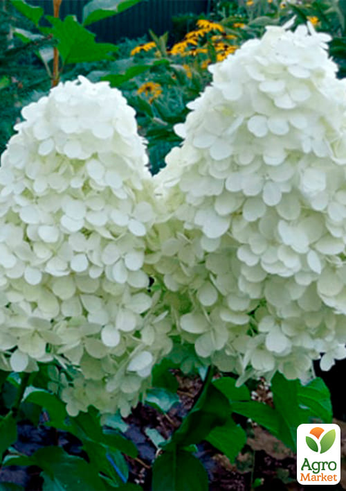 Гортензия метельчатая "Polar Bear" (контейнер P9) - фото 5