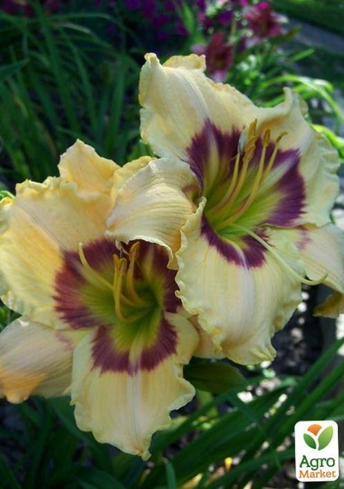 Лилейник "Violet Explosion" 1шт в упаковке - фото 3