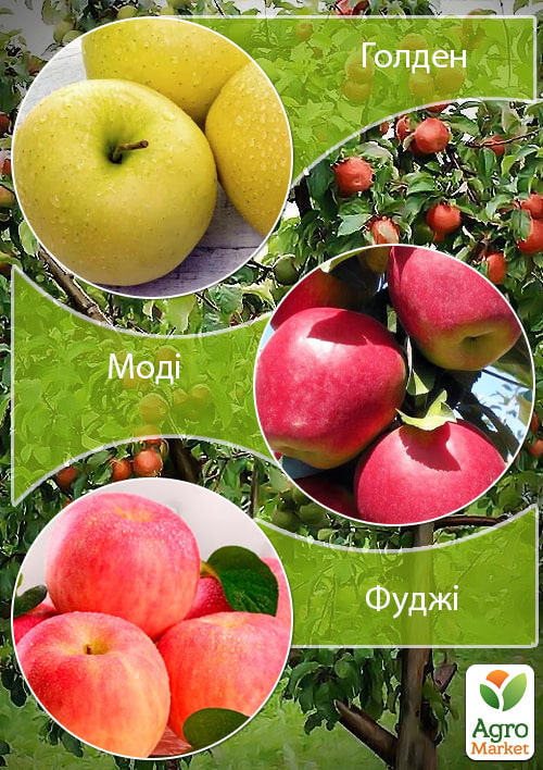 Дерево-сад Яблоня "Голден+Моди+Фуджи" 