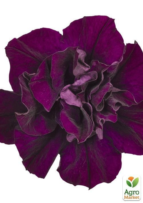 Сурфиния "Double Cascade Burgundy" (контейнер № 10, высота 10-15 см) - фото 2