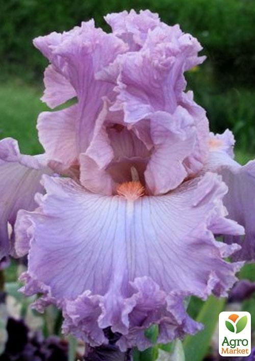 Ирис бородатый крупноцветковый "Vienna Walz"  1шт в упаковке