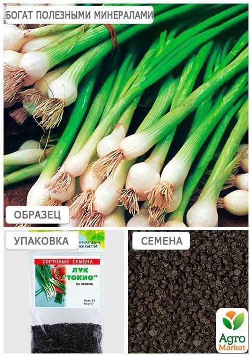 Лук "Токио" (Зипер) ТМ "Весна" 2г - фото 3