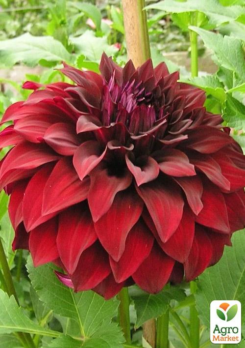 Жоржина "Spartacus"