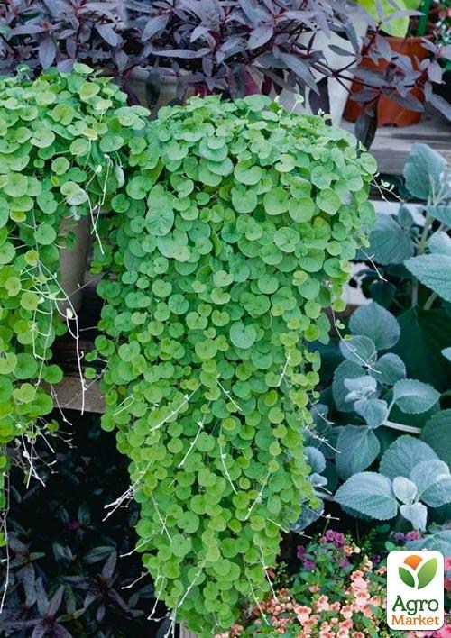 Дихондра "Изумрудный Водопад" - фото 2