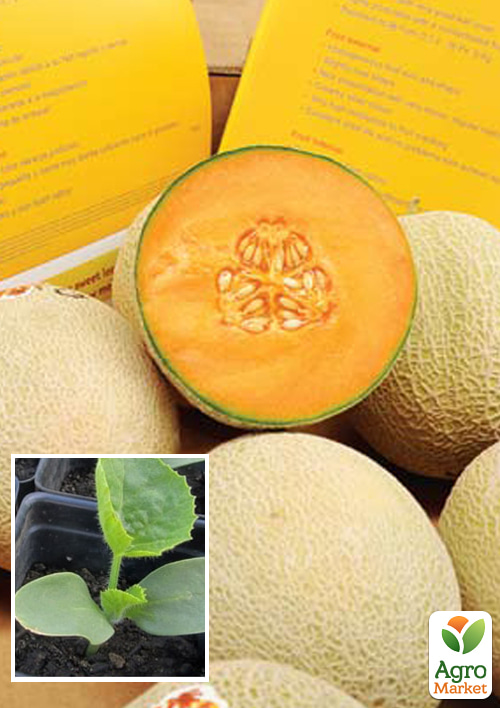 Рассада Дыня «Кариббиан Голд F1» (фермерское взращивание), 1шт в упаковке