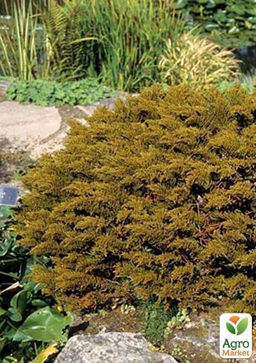 Хебе "Джеймс Стірлінг" горщик Р9 NEW