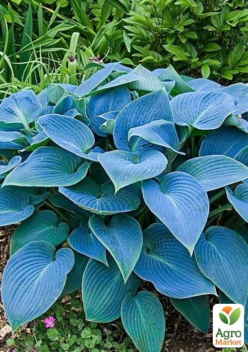 Хоста гібридна "Blue Angel" С1.5