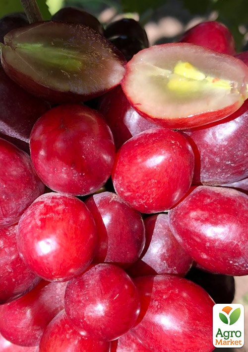 Виноград "Велюр" (сверхранний, крупноплодный, сладкий)