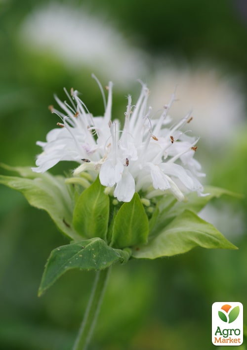 Бергамот (Монарда)  "Schneewittchen" - фото 2