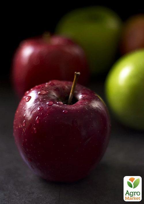Эксклюзив! Яблоня красно-чёрная "Сад любви" (Garden of love) (премиальный крупноплодный сорт) - фото 4