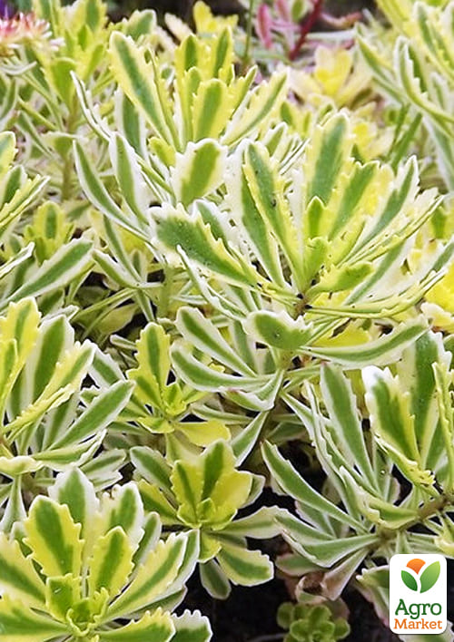Очиток "Миддендорфа" (Sedum middendorfianum)