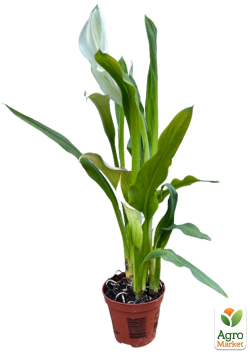 LMTD Зантедеския (калла комнатная) "Crystal Blush"   - фото 5