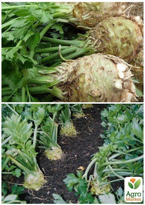 На вагу Селера коренева "Силач" ТМ "Весна" ціна за 2г - фото 2