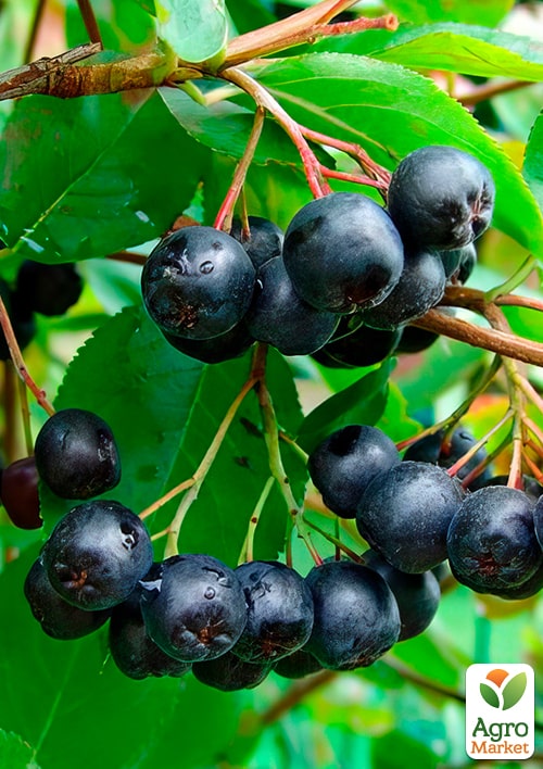 Арония "Всеслава" (рябина черноплодная)