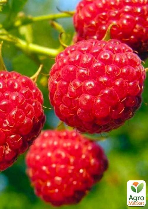 Малина "Феномен" (середній термін дозрівання, великоплідний сорт з яскраво вираженим смаком і ароматом)