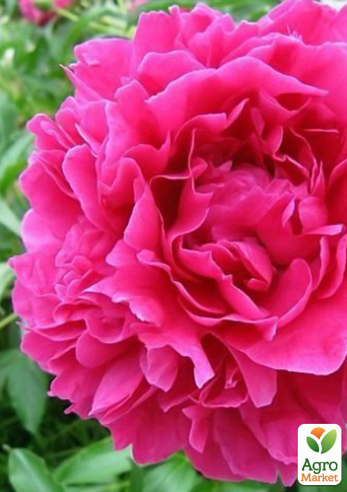 Півонія трав'яниста "Pink Supreme" 1шт в упаковці