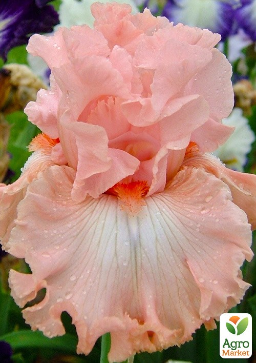 Ирис бородатый крупноцветковый "Pretty Kitty"  