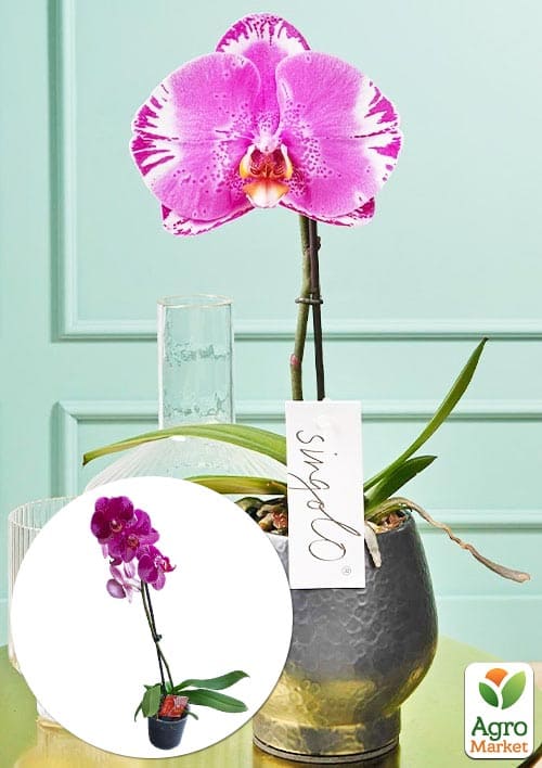 Орхідея (Phalaenopsis) "Singolo Victorio"