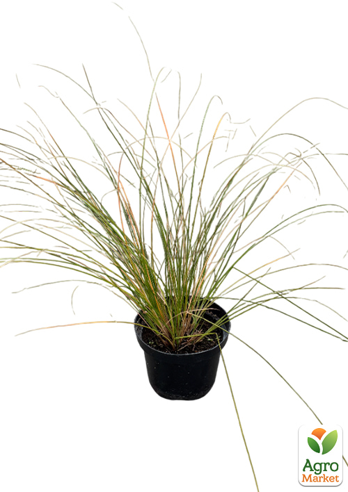 Осока терракотовая "Prairie Fire" вазон С2, высота 20-40см - фото 3
