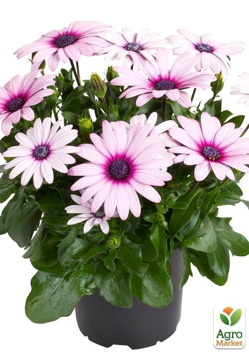 Остеоспермум "Enya" (контейнер № 10, висота 10-20 см) - фото 3