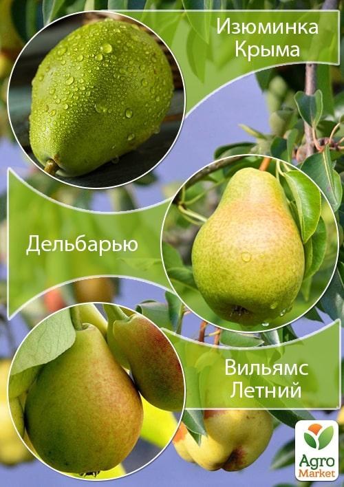 Дерево-сад Груша "Изюминка Крыма+Дельбарью+Вильямс Летний" 