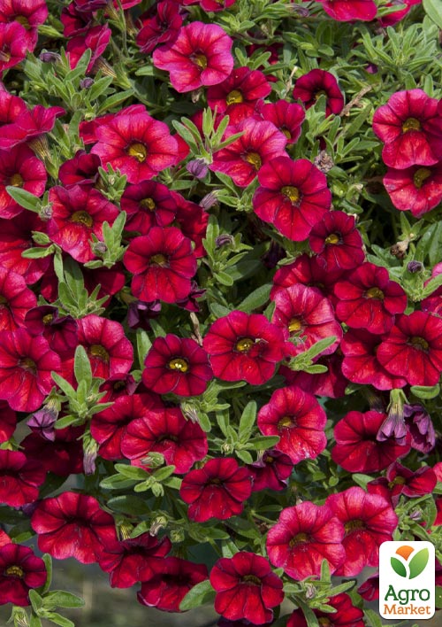 Калібрахоа "Aloha Kona Red"
