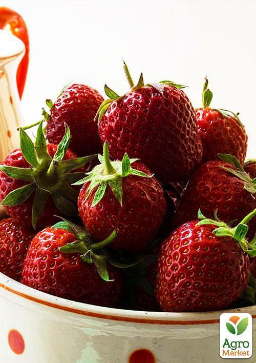 Ексклюзив! Полуниця темно-вишнева "Комета" (Comet) (преміальний високоврожайний сорт) - фото 6