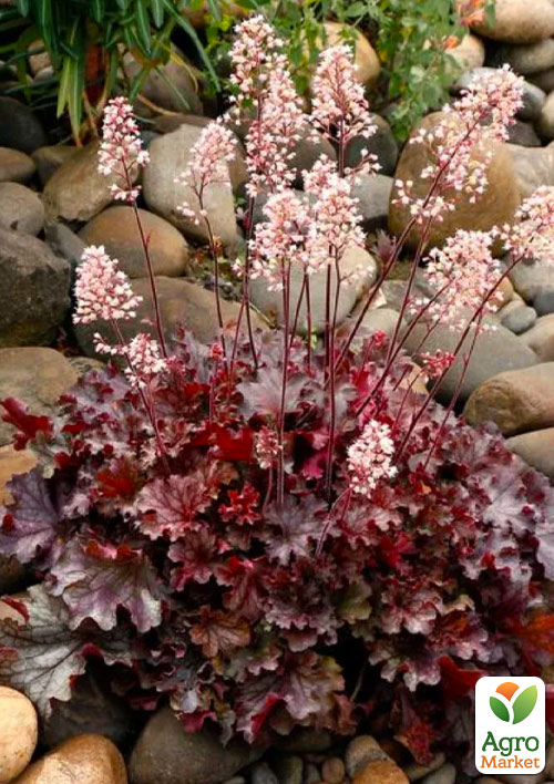 Гейхера (Heuchera) "Ruby Tuesday" С1 (высота 15-30см)