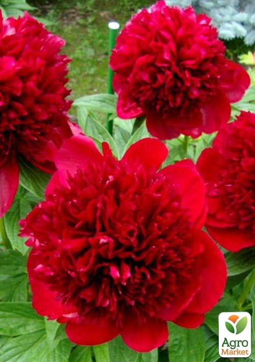 Пион травянистый "Red Charm" 1шт в упаковке