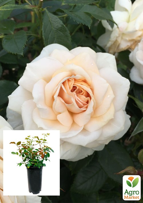 Троянда в контейнері флорибунда "Lions Rose" (саджанець класу АА+)