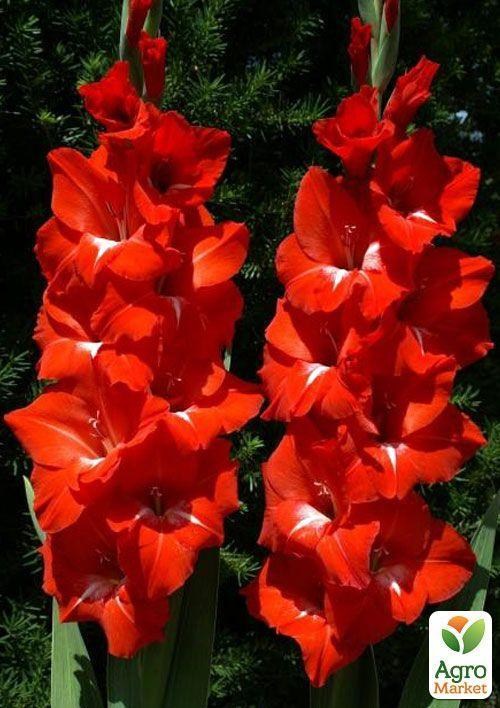 Гладіолус "Traderhorn" 3шт