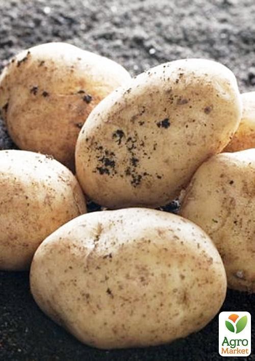 Насіннєвий среднеранний картопля "Мадлен" (на жарку, 1 репродукція) 1кг