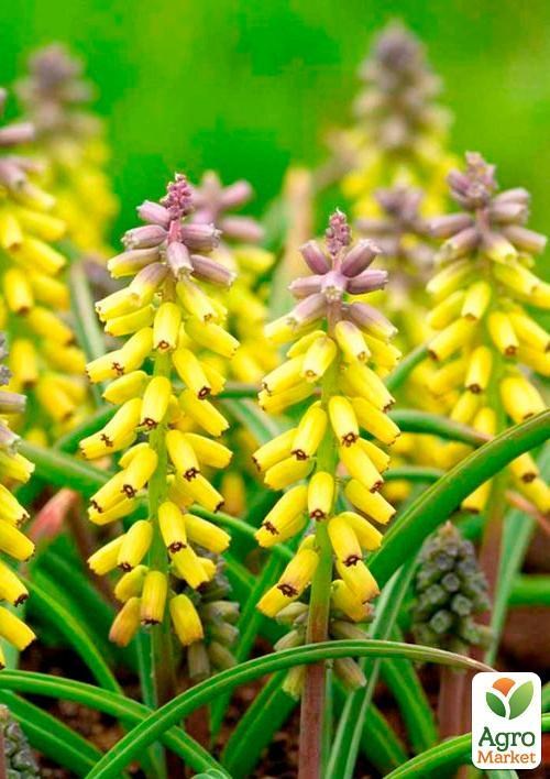 Мускари "Golden Fragrance" (размер 8/10 , крупный) 2шт в упаковке