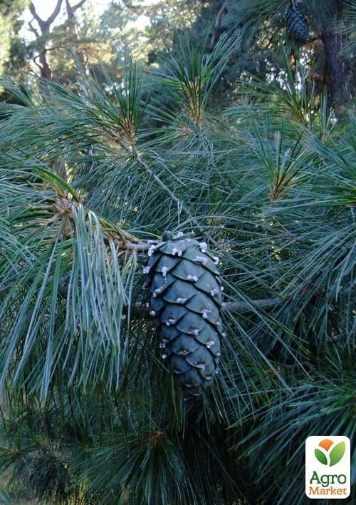Сосна кедрова "Armandii" (чудовий смак справжніх кедрових горіхів)