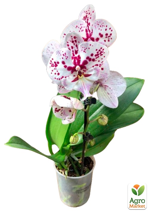 Орхідея (Phalaenopsis) "Cascad Leo" висота 35-45см - фото 6