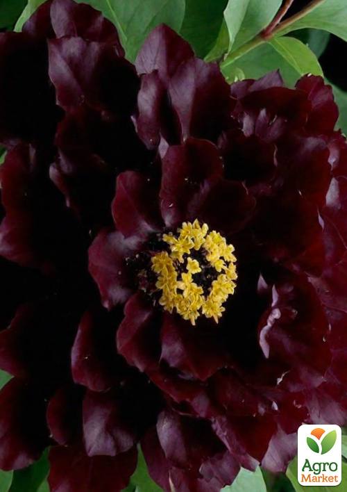 Пион древовидный "Hei Bao" (Китай, саженец 2 года) - фото 2