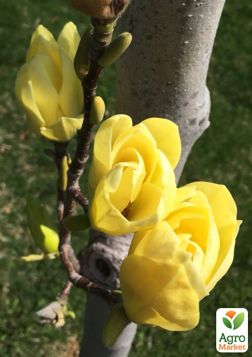 Магнолия 4-х летняя "Sunspire" (высота 80-100см) - фото 5