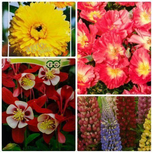 Комплект семян цветов "Осенний букет" 5уп