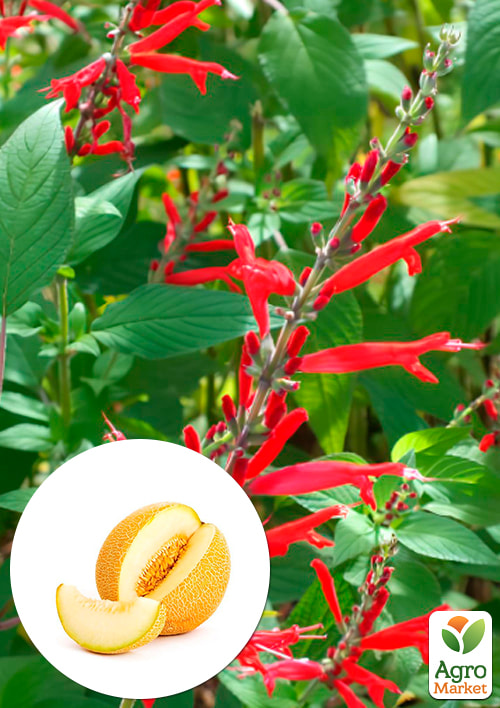 Шалфей блестящий "Elegans Mello"