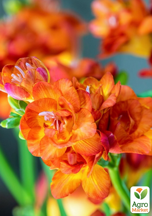 Фрезія махрова "Orange" 5шт в упаковці